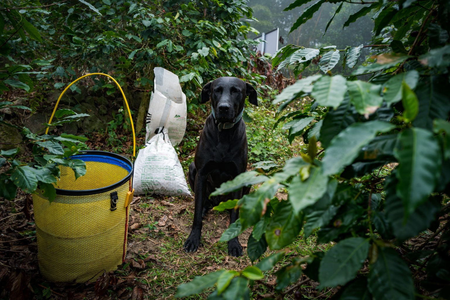 『阿里山咖啡的海拔是多少？』 | 台灣國產咖啡