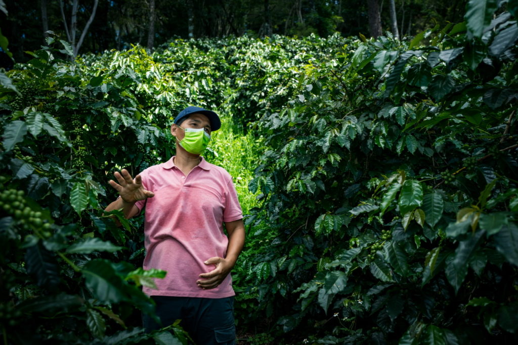 森林路徑裡的咖啡莊園 | 台灣國產咖啡