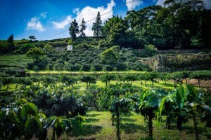 avayilovestoplaylego-mojocoffee-4