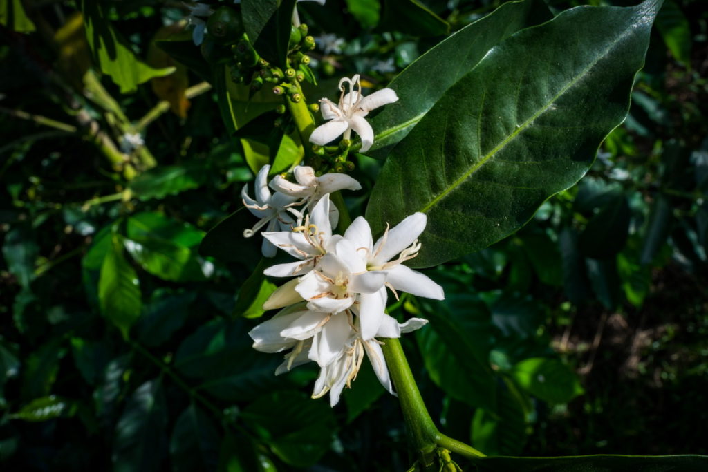 低海拔，種咖啡好嗎？ | 台灣國產咖啡