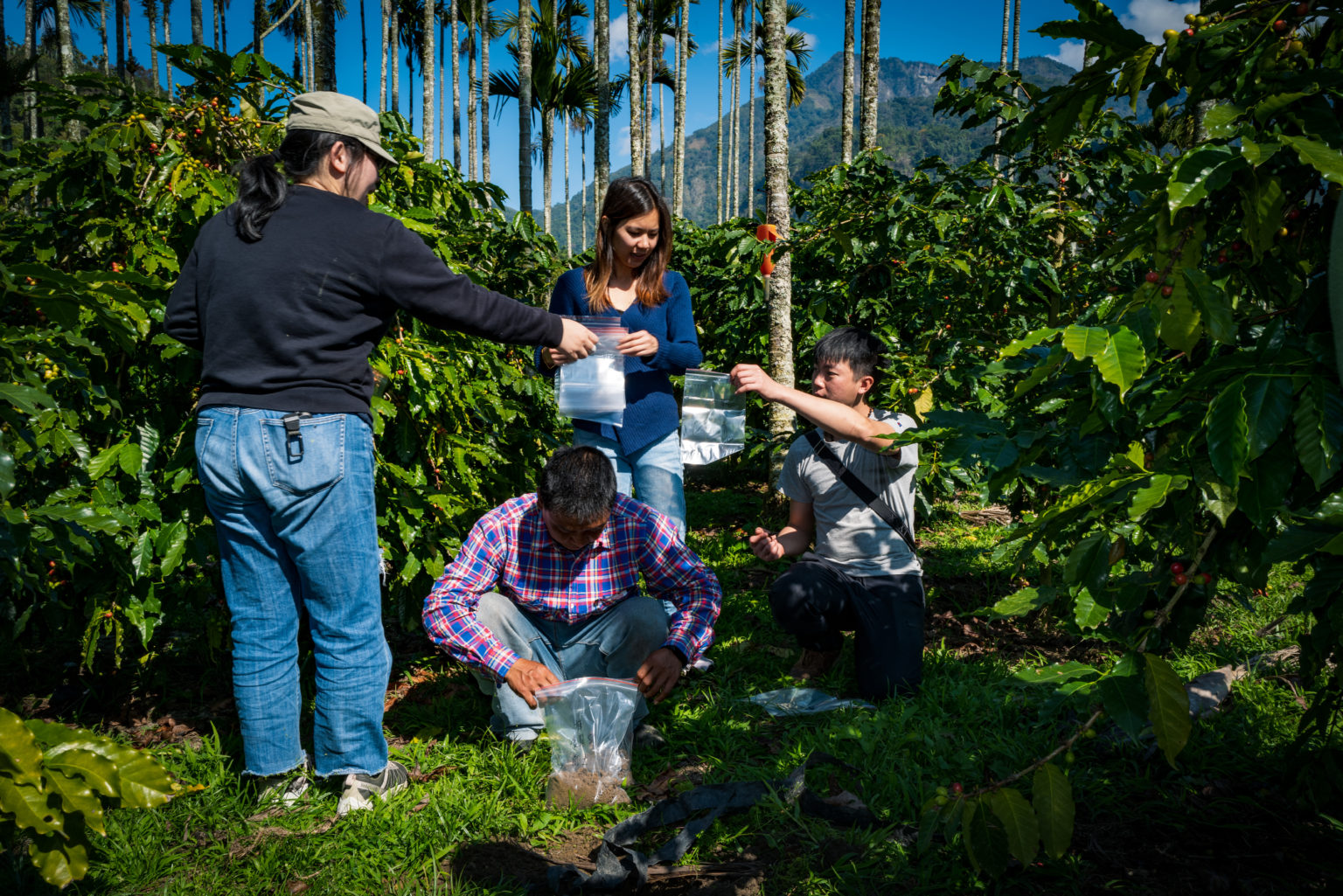 不容小覷的新產區：草嶺 | 台灣國產咖啡