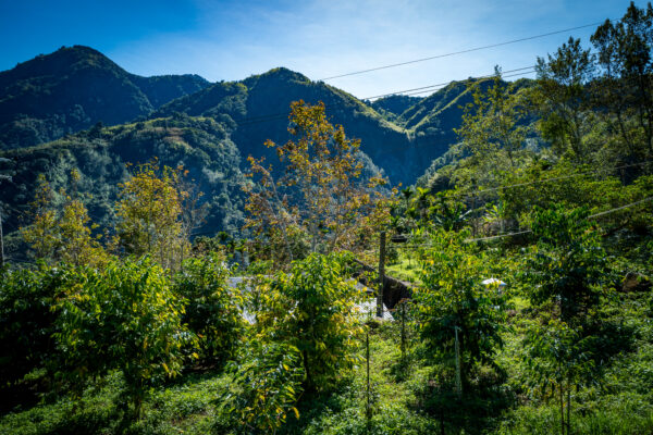 koana-kezilin-coffee-estate-management-spirit-mojocoffee-1