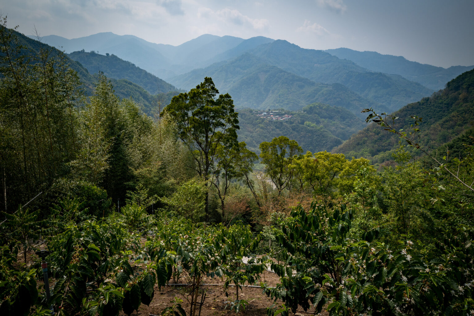 開一個咖啡莊園到底要花多少錢？ | 路邊的商管學院