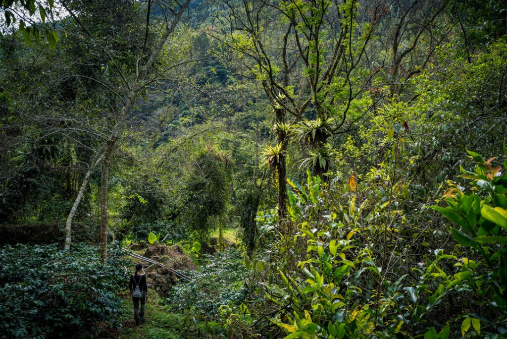 阿里山咖啡？大阿里山咖啡？大阿里山脈咖啡？到底？！ | 台灣國產咖啡