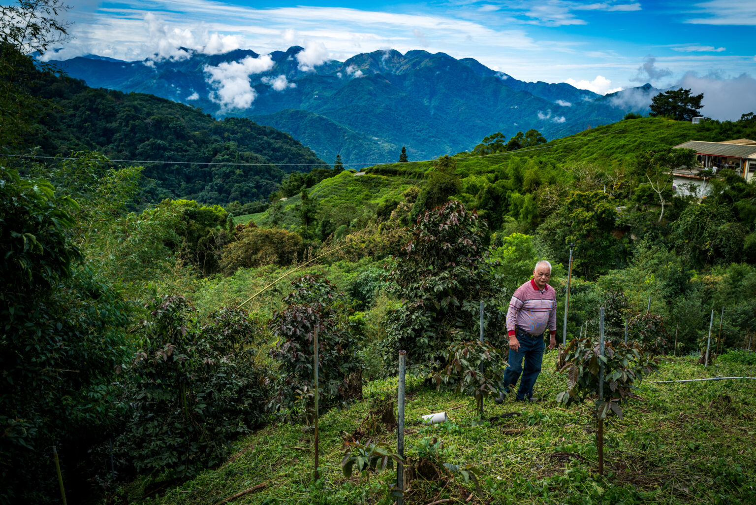 永遠多想個兩步：草嶺 東碧山莊 | 台灣國產咖啡