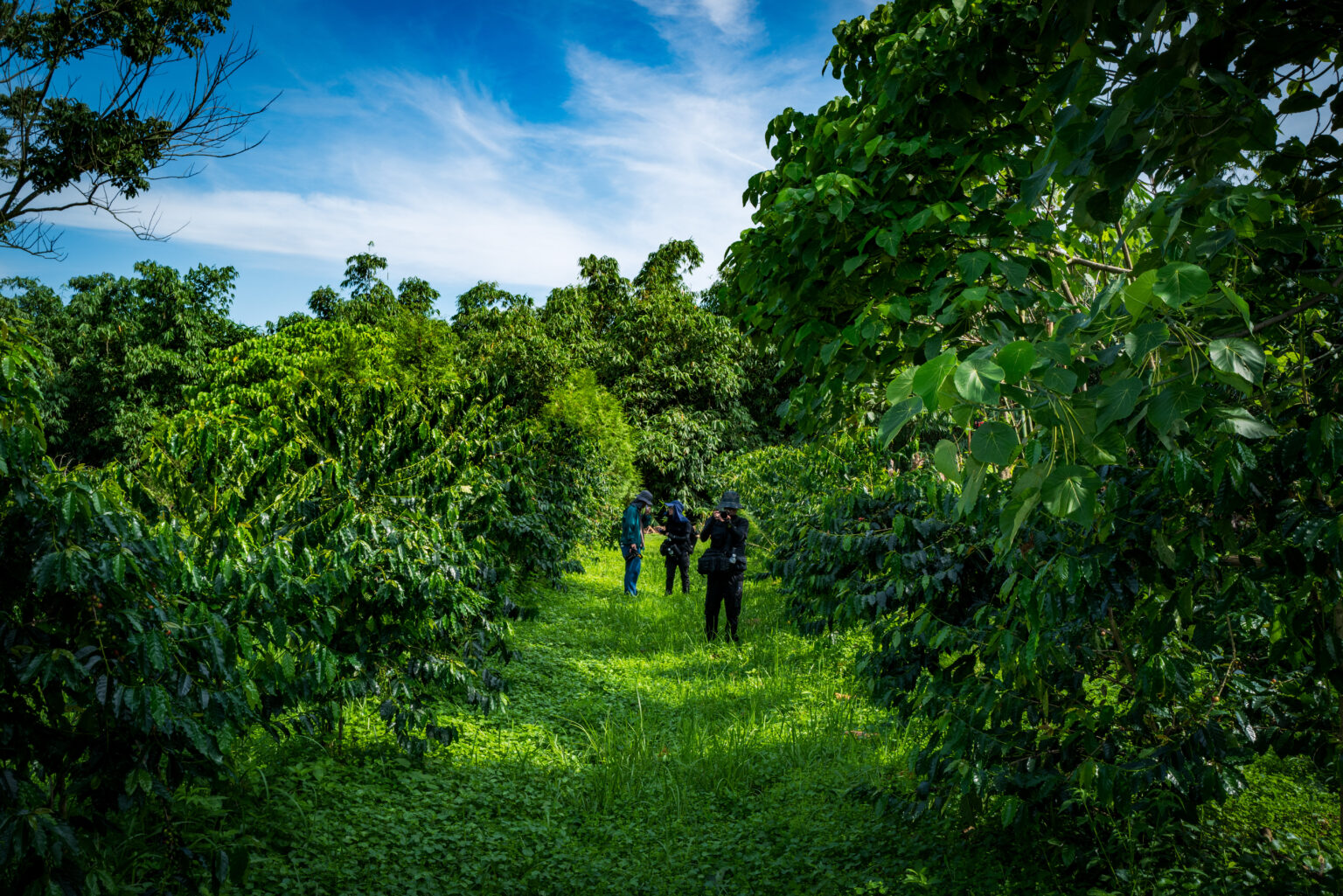 給低海拔咖啡一個生存的理由：古坑鄉 果語工坊與桂啡農場 | 台灣國產咖啡