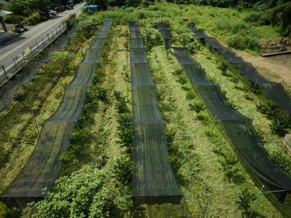 good-reason-for-lowland-coffee-gukeng-guoyu-guifei_mojocoffee-2