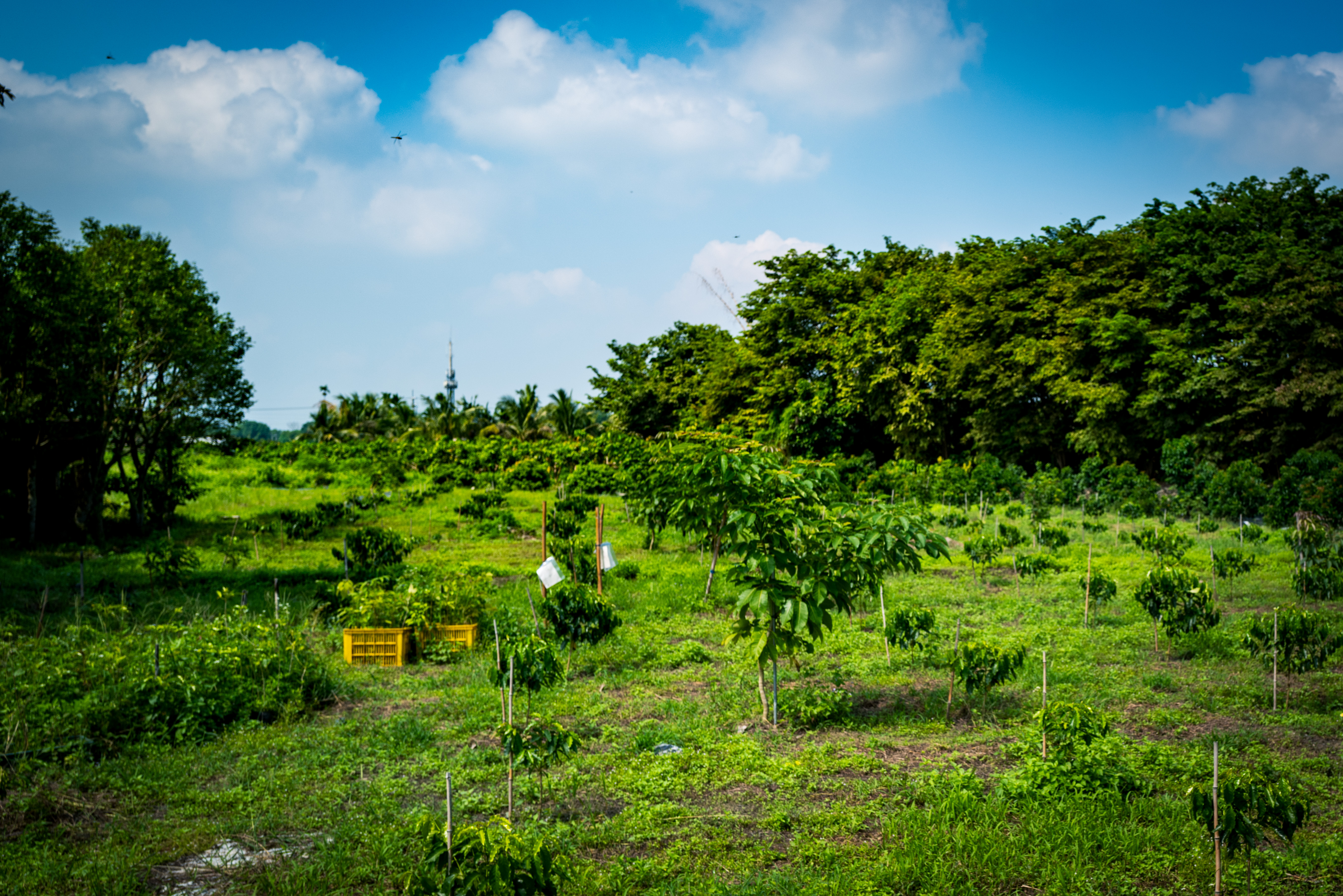 tobacco-lemon-and-coffee-kindness-mojocoffee-2