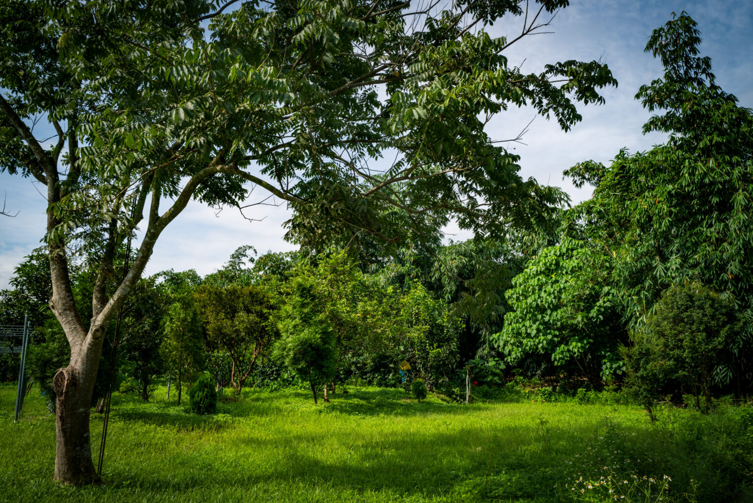 天秤的兩端 | 台灣國產咖啡