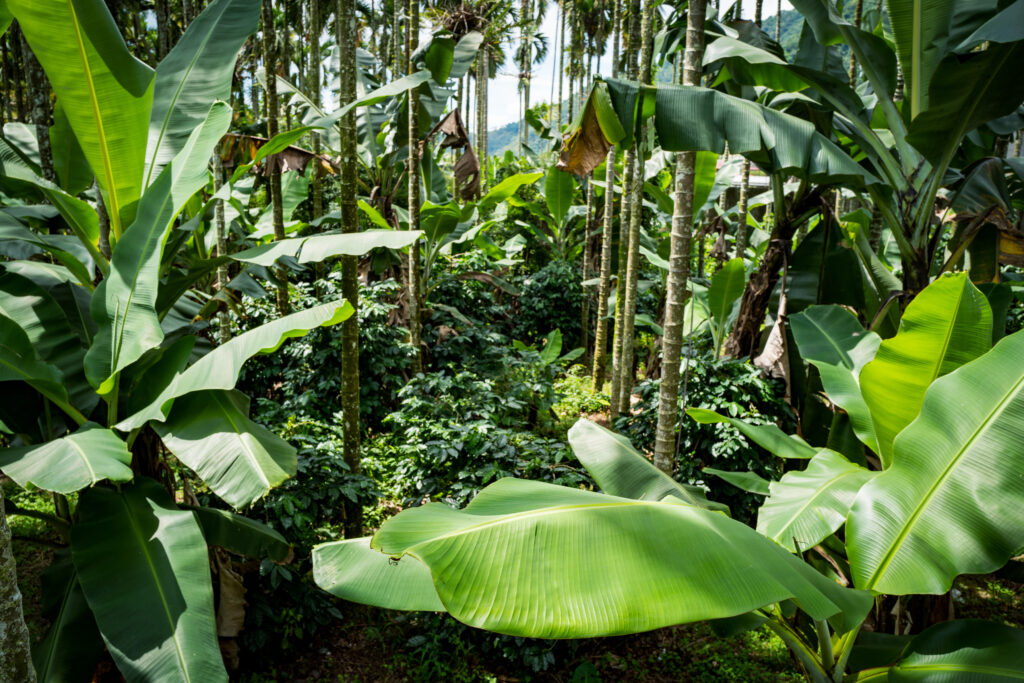 Qatu-pakisan-coffee-dream-mojocoffee-1