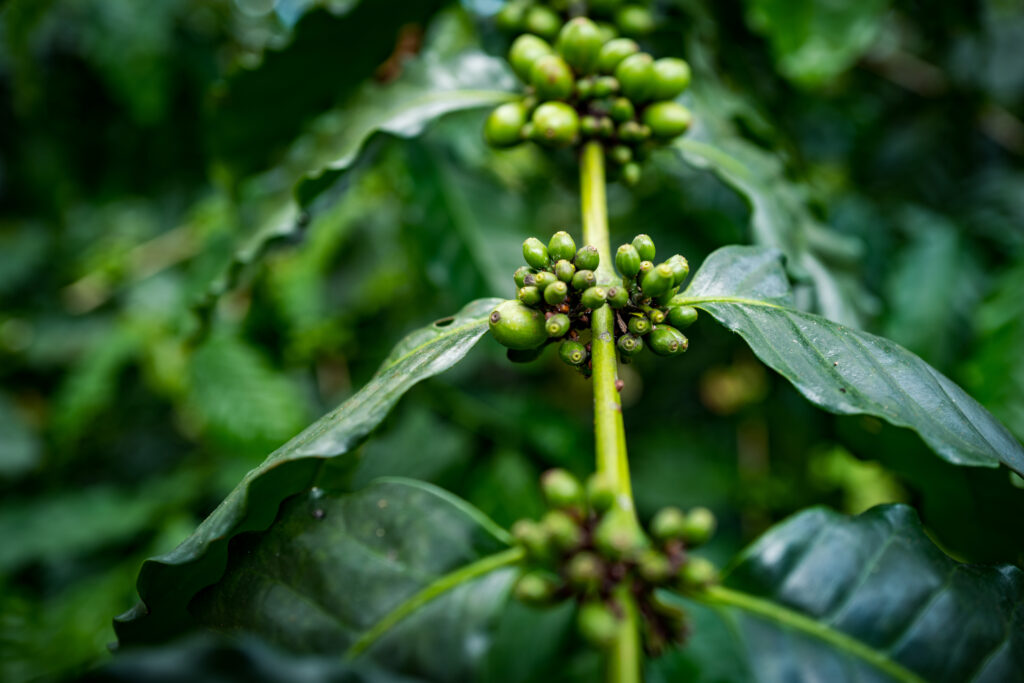 kanon-estate-yuchi-coffee-social-worker-mojocoffee-2