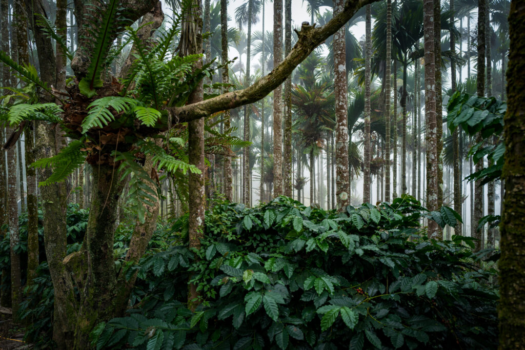 gubuakak-estate-rope-land-story-mojocoffee-2