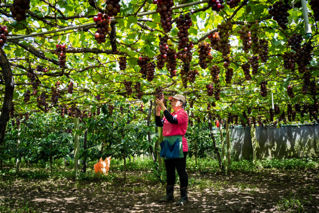 shengle-coffee-estate-symbiotic-farm-mojocoffee-1