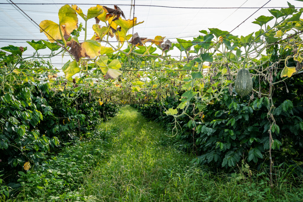 shengle-coffee-estate-symbiotic-farm-mojocoffee-2