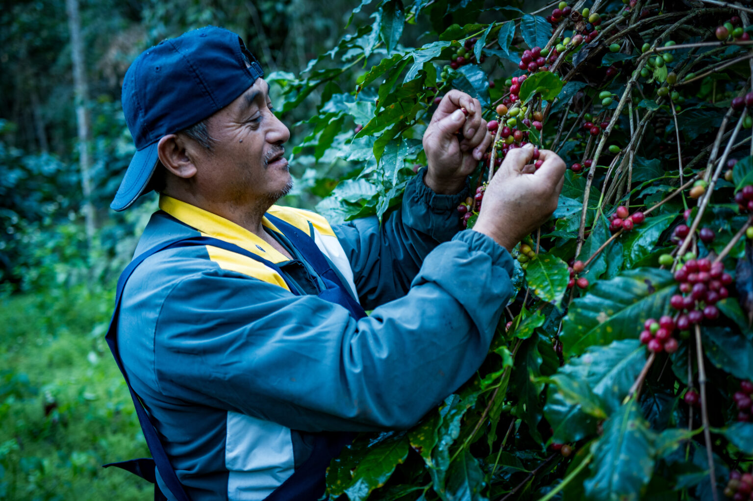 厭倦農藥的農務重啟：龍哥與他的他扶芽有機農莊 | 台灣國產咖啡
