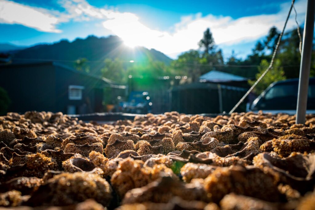 peishu-tefuye-flying-squirrel-coffee-history-mojocoffee-2