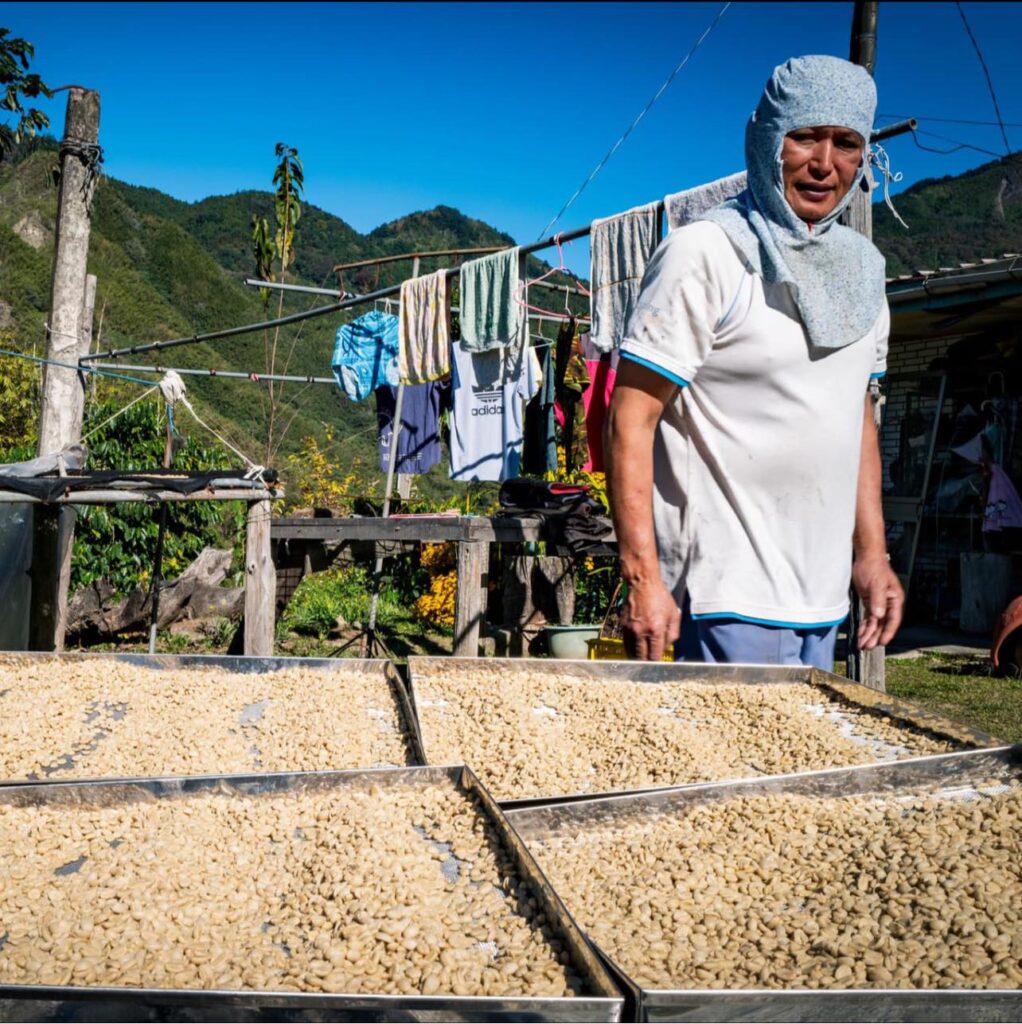 peishu-tefuye-flying-squirrel-coffee-history-mojocoffee-3