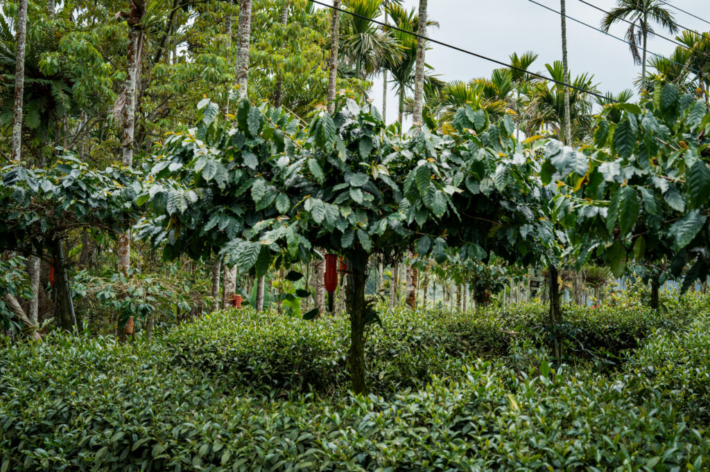 one-day-coffee-buyer-taiwan-mojocoffee-1