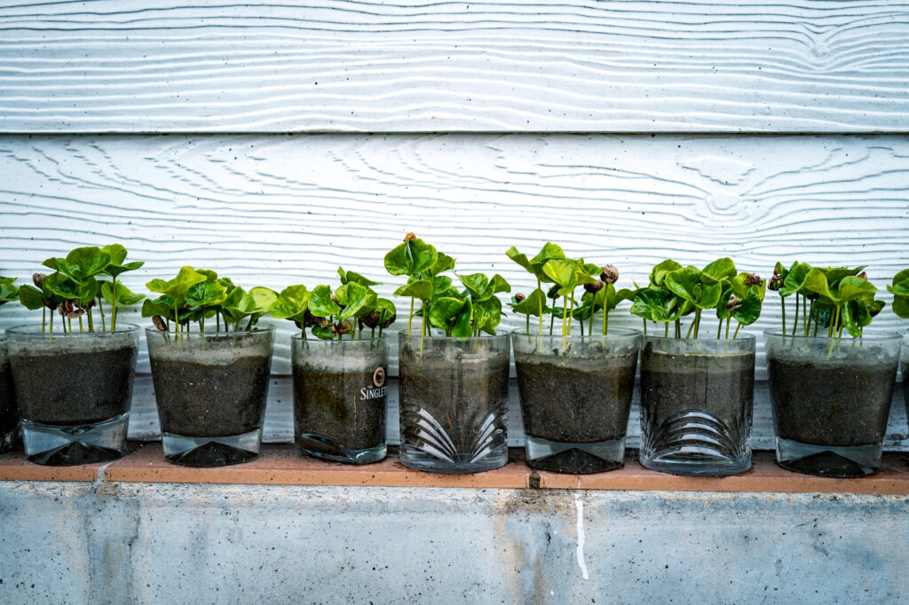 back-to-the-top-touguishan-coffee-rise-mojocoffee-3