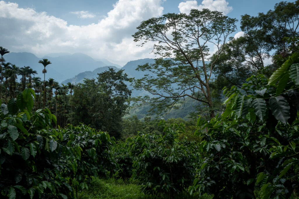 產季前的草嶺考察 | 台灣國產咖啡