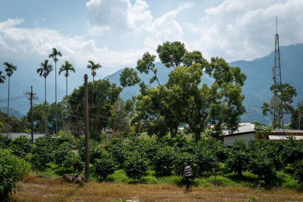 caoling-pre-harvest-field-survey-2025-mojocoffee-1