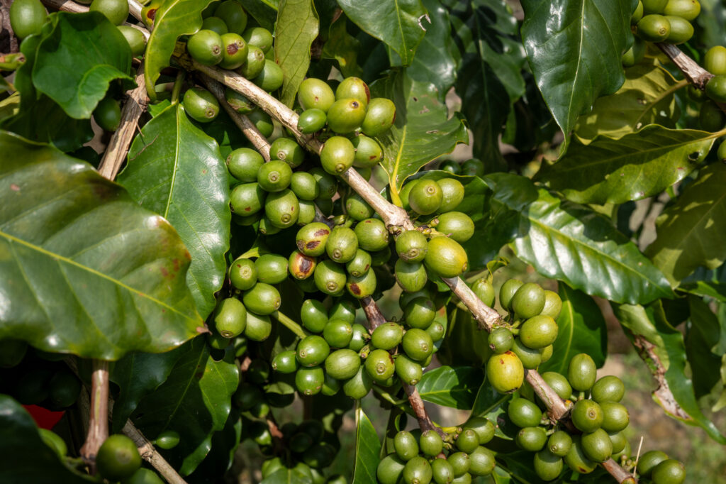 caoling-pre-harvest-field-survey-2025-mojocoffee-2
