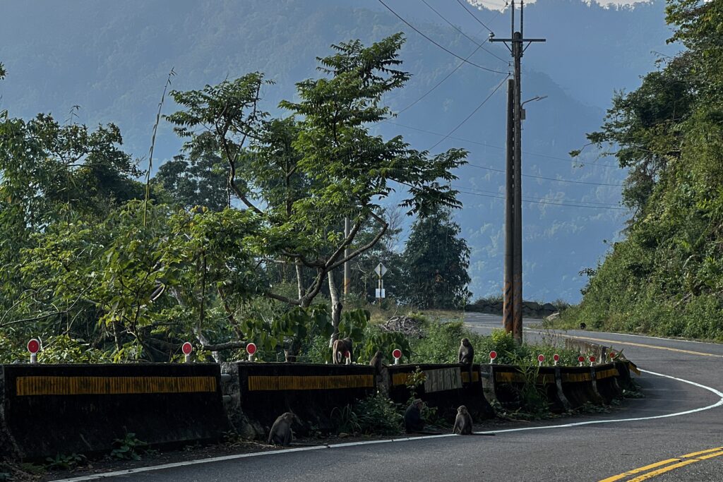 台灣咖啡新挑戰：猴害 | 台灣國產咖啡
