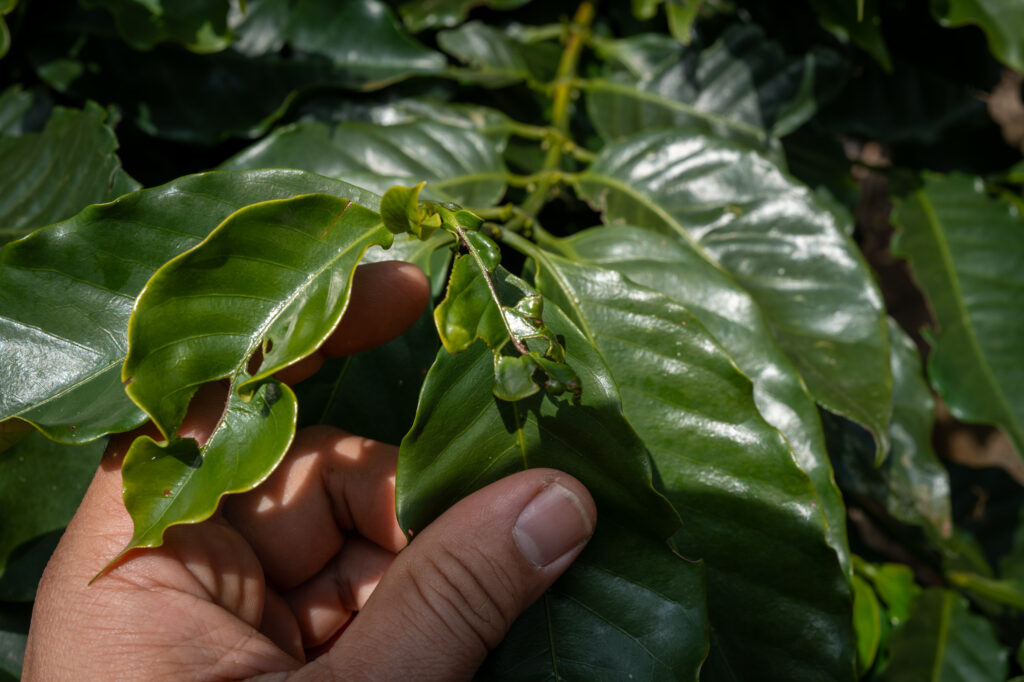 草嶺產區新報告：椿象也來弄咖啡！ | 台灣國產咖啡
