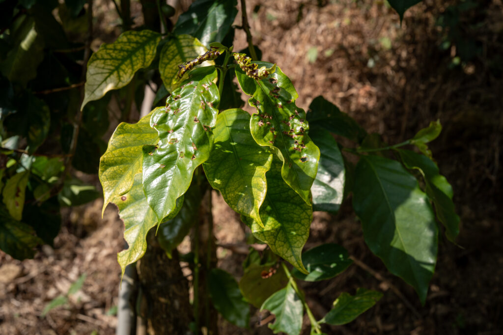 caoling-coffee-stinkbug-damage-report-mojocoffee