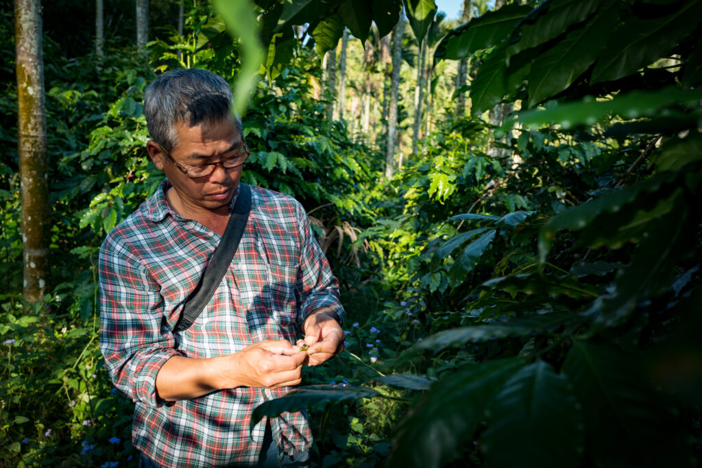 now-or-never-laijianyi-touguishan-coffee-farm-Mojocoffee-2