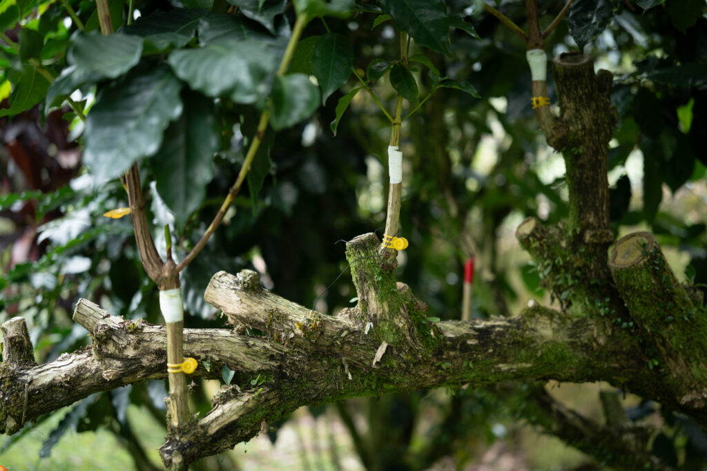 jiahe-coffee-estate-hardworking-man-mojocoffee-2