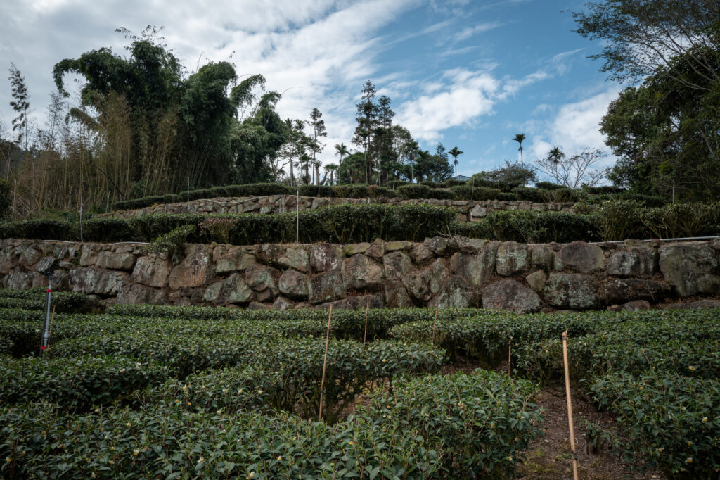 jiahe-coffee-estate-hardworking-man-mojocoffee-3