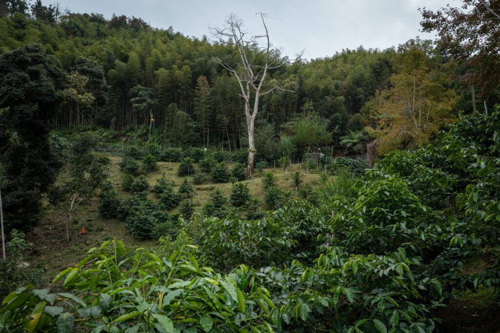 jiahe-coffee-estate-hardworking-man-mojocoffee-4