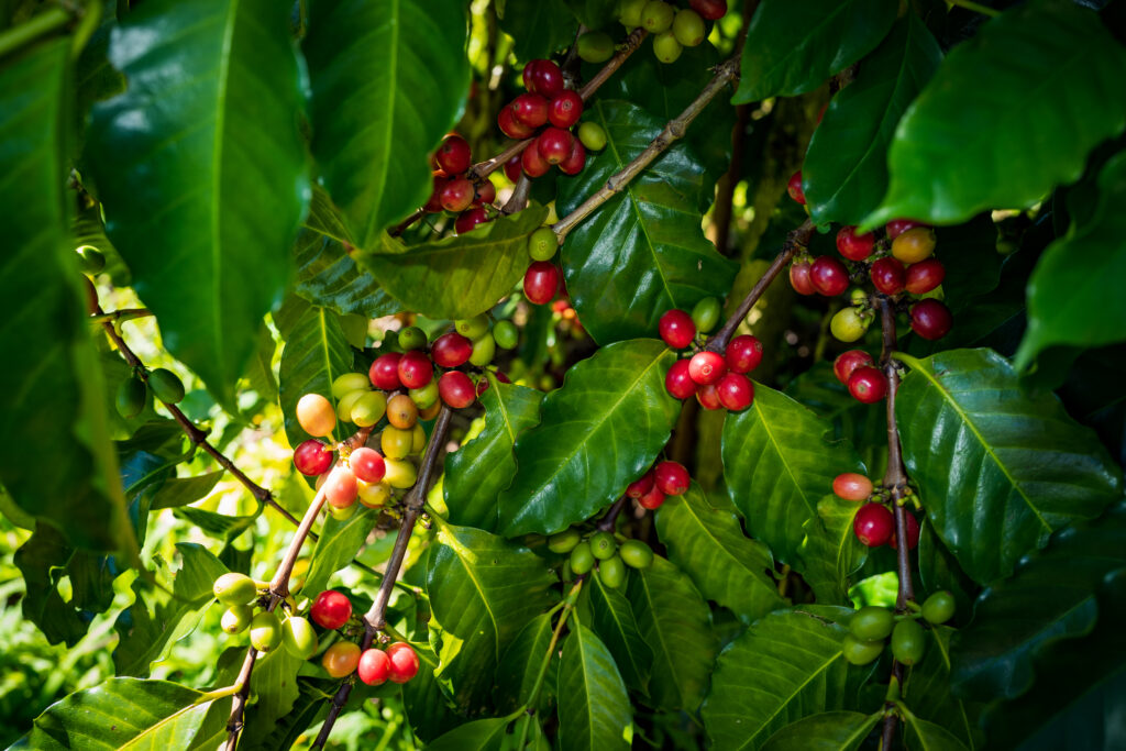 caoling-huaxitien-coffee-estate-mojocoffee-3