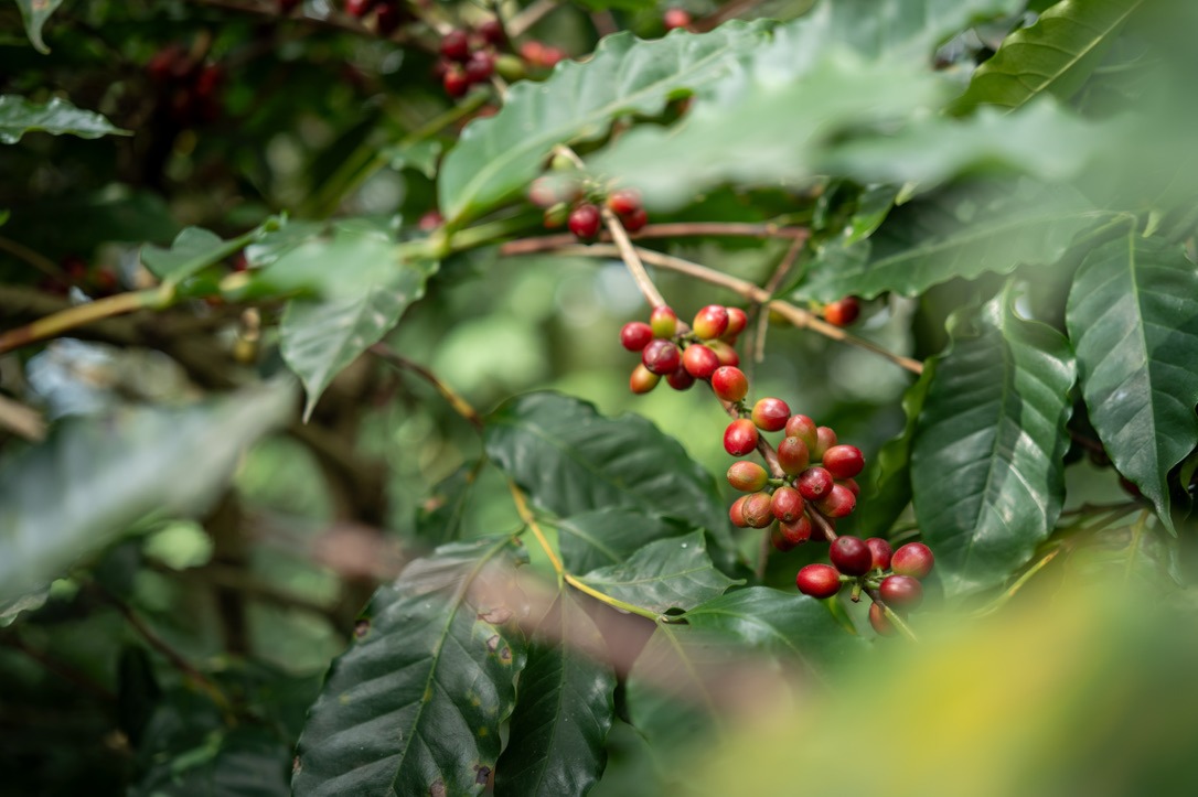 安可人生專訪:台中在地咖啡師領路 五間新穎熟年咖啡廳