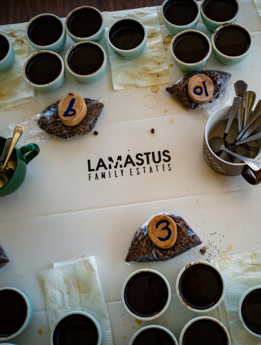 mojocoffee-about-us-growing-together-for-sustainable-future