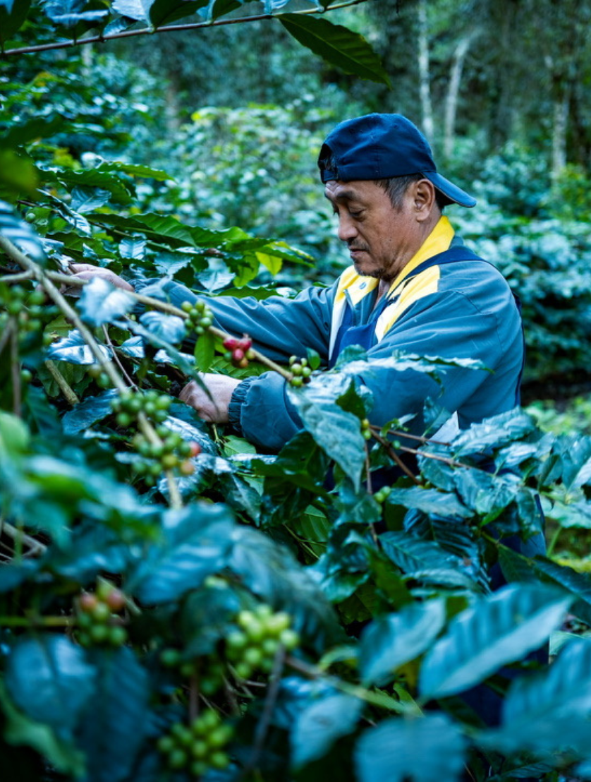 mojocoffee-Sustainable Coffee Sourcing Sustainable Sourcing