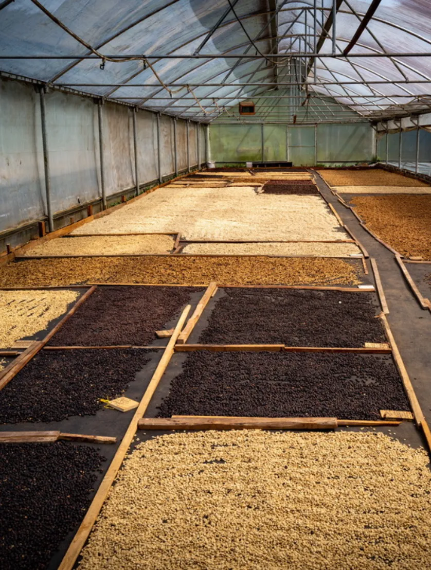 mojocoffee-Choosing by Flavor Style