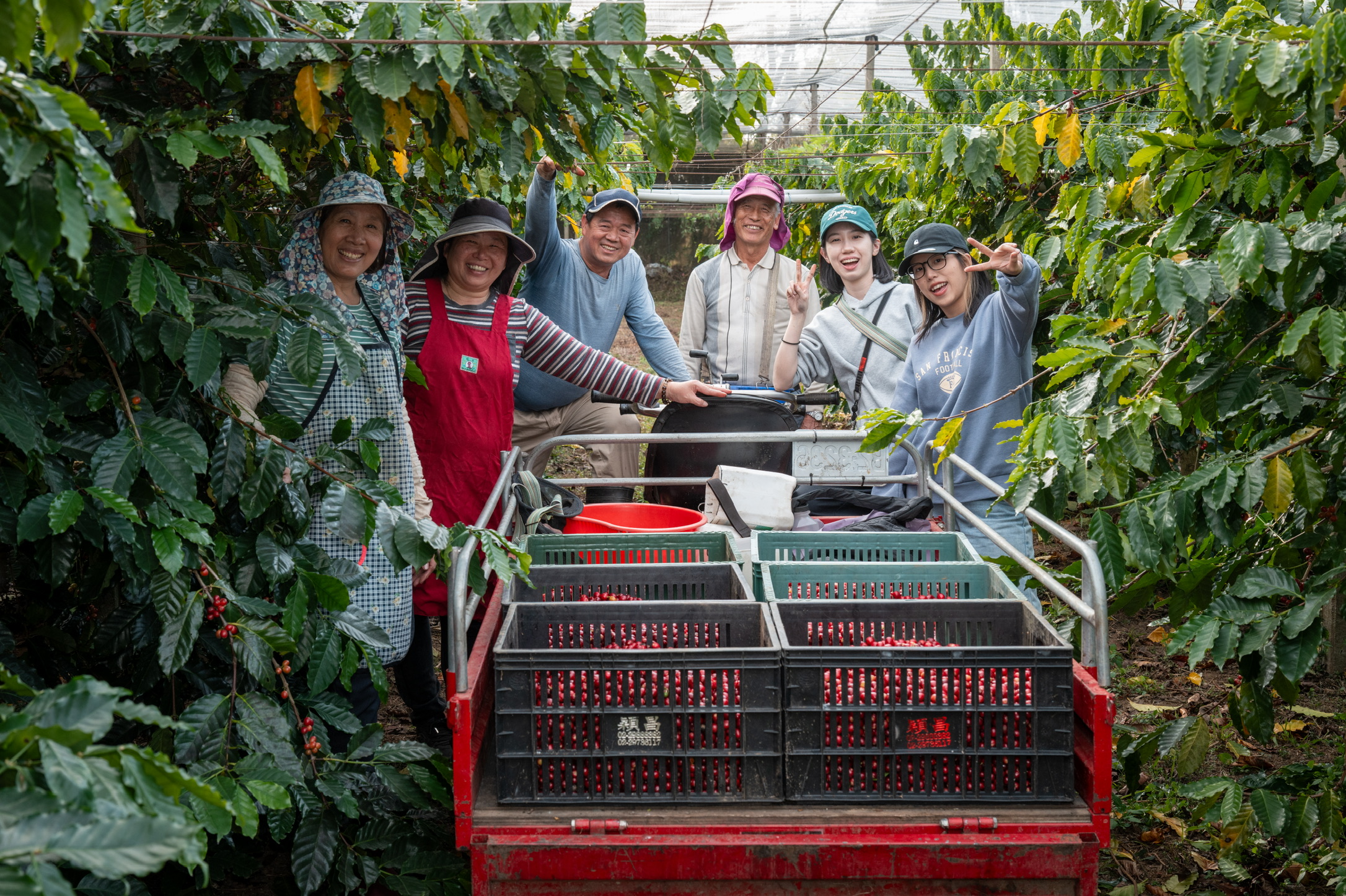 新社咖啡的新氣象 | 台灣國產咖啡