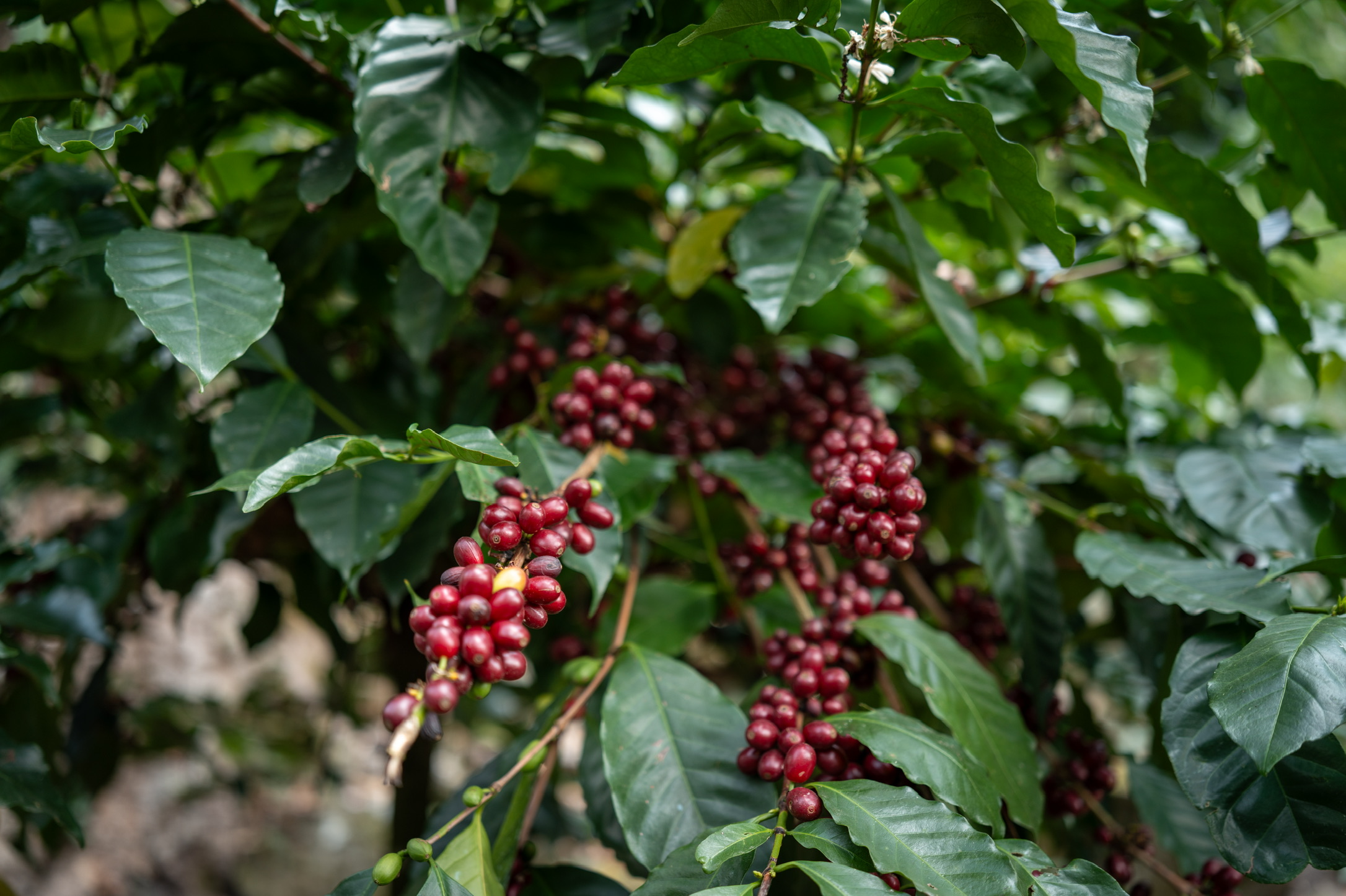 11DA5439-0C1B-438A-8303-D201BC8F1C96_1_102_o