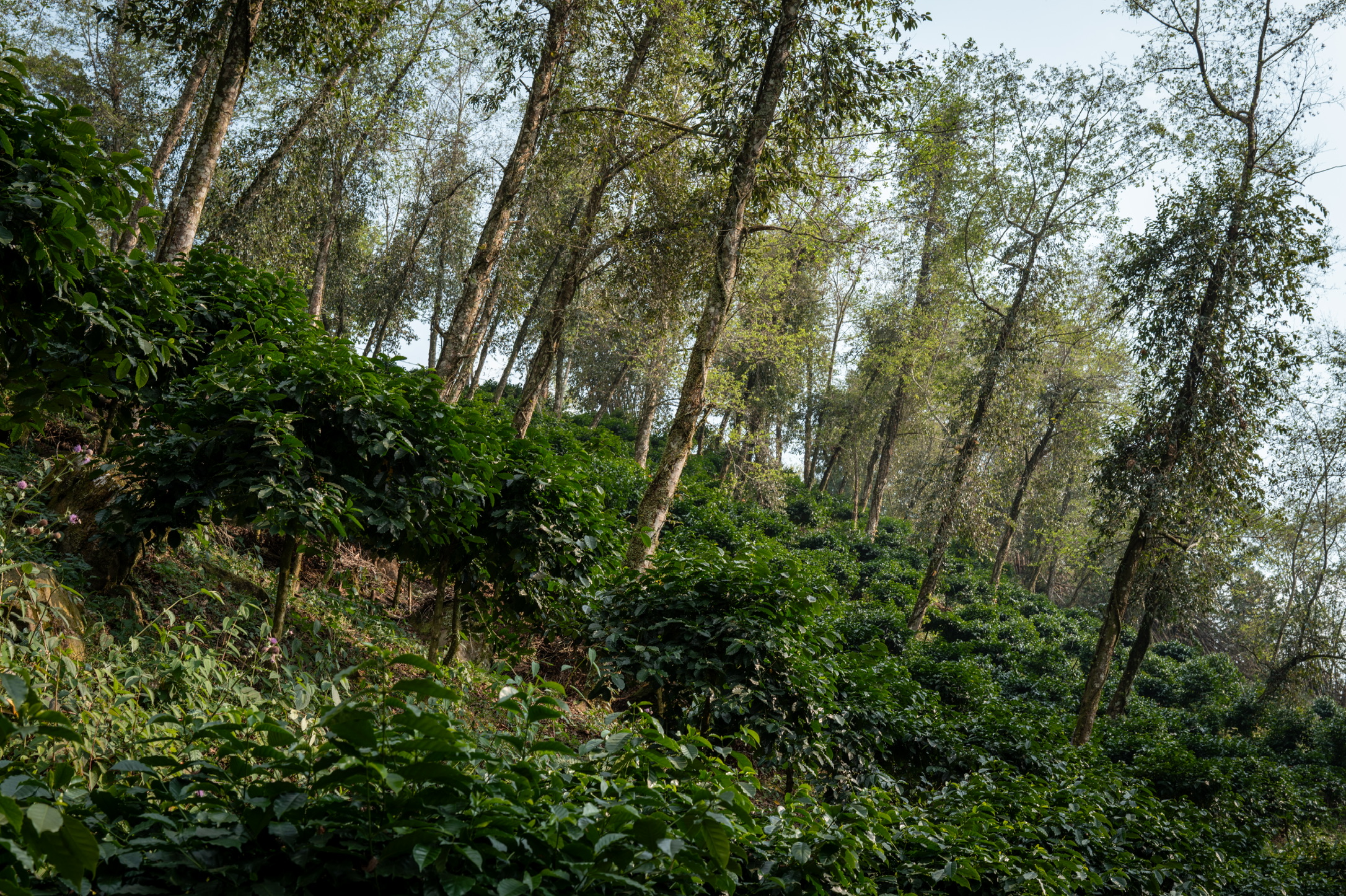 BF9C9D95-5A41-4AEE-91FD-312A48C25C77_1_102_o