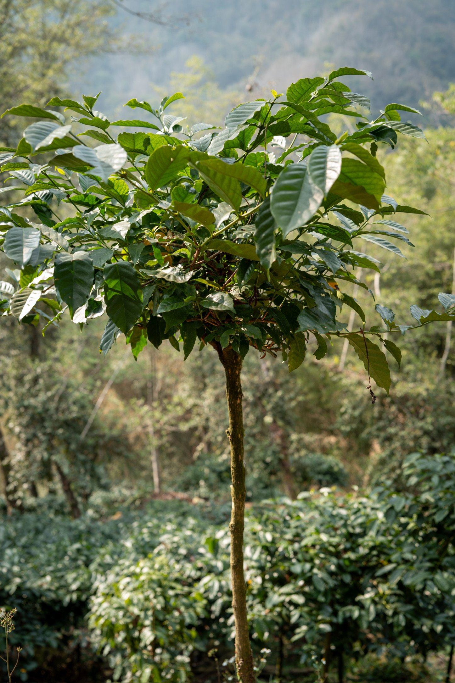 D203E5B1-B07F-4115-AE7D-5E170AC55A67_1_102_o