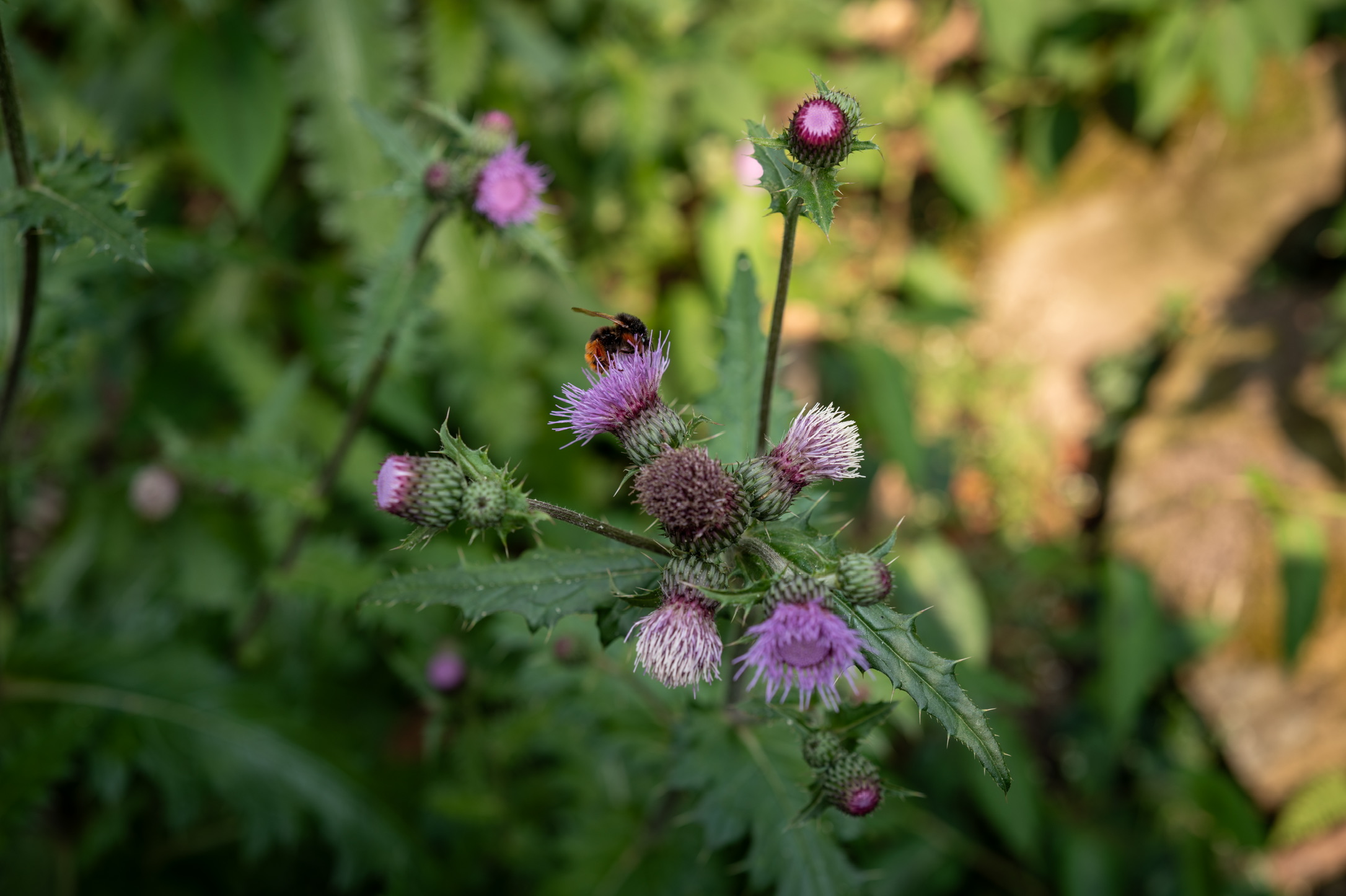 6008A378-4D7E-4C2D-ABE5-F92B6D012205_1_102_o