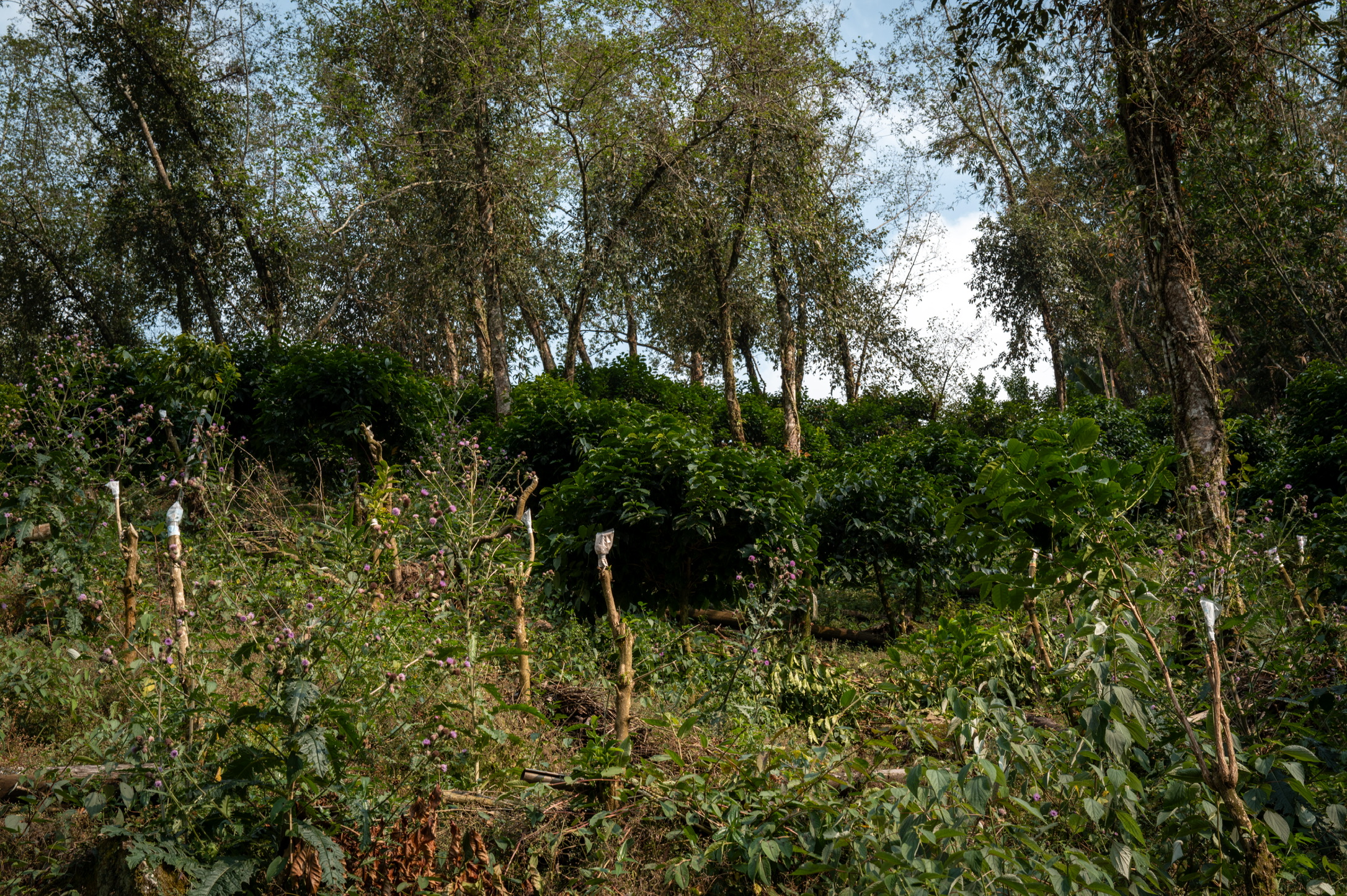 3AB7A40A-A431-492E-8081-C744E187DE59_1_102_o