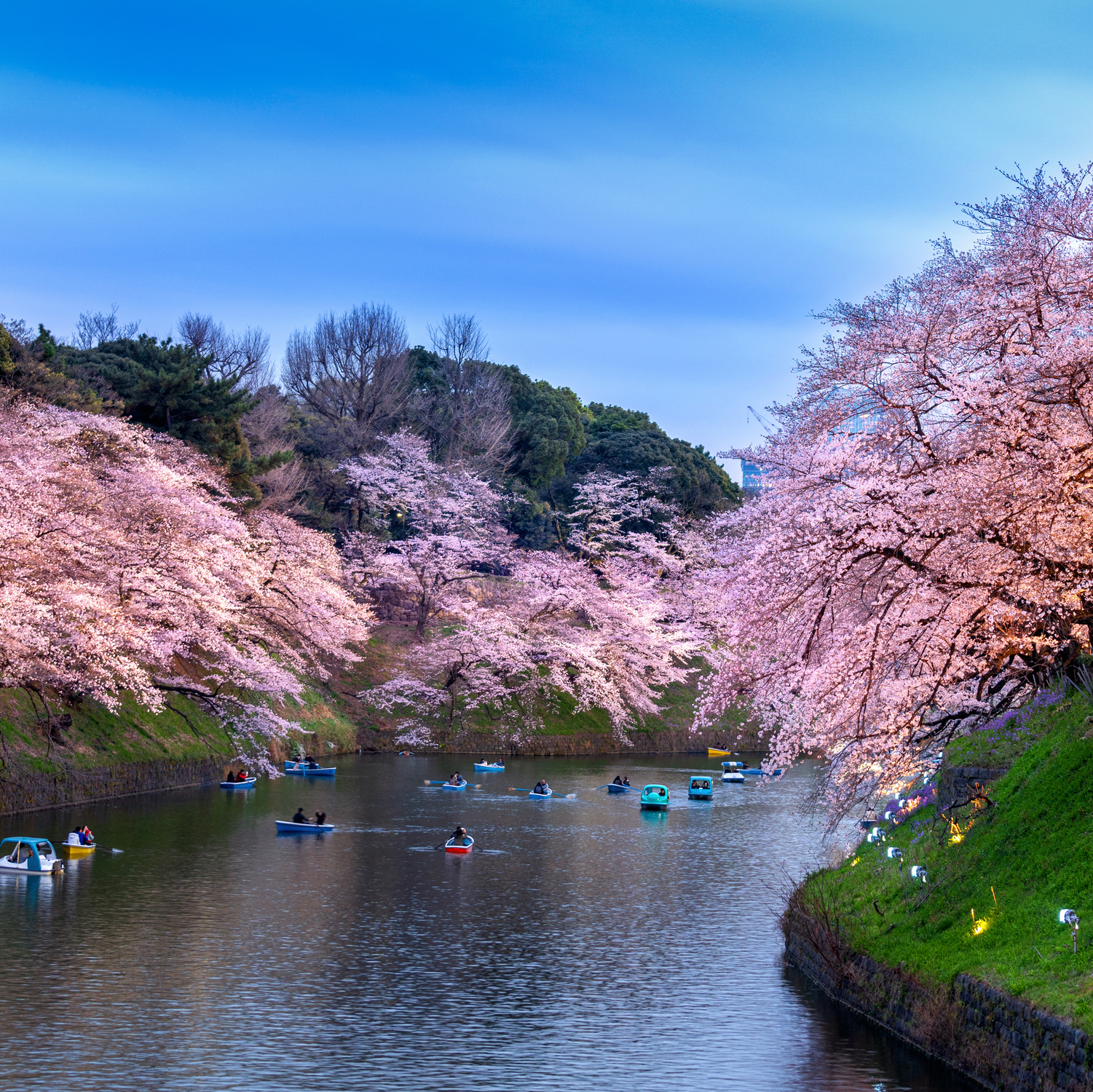 【2026日本櫻花預測】開花時間＋賞櫻攻略一次看！用高評價的 bonlink eSIM 出國不卡網
