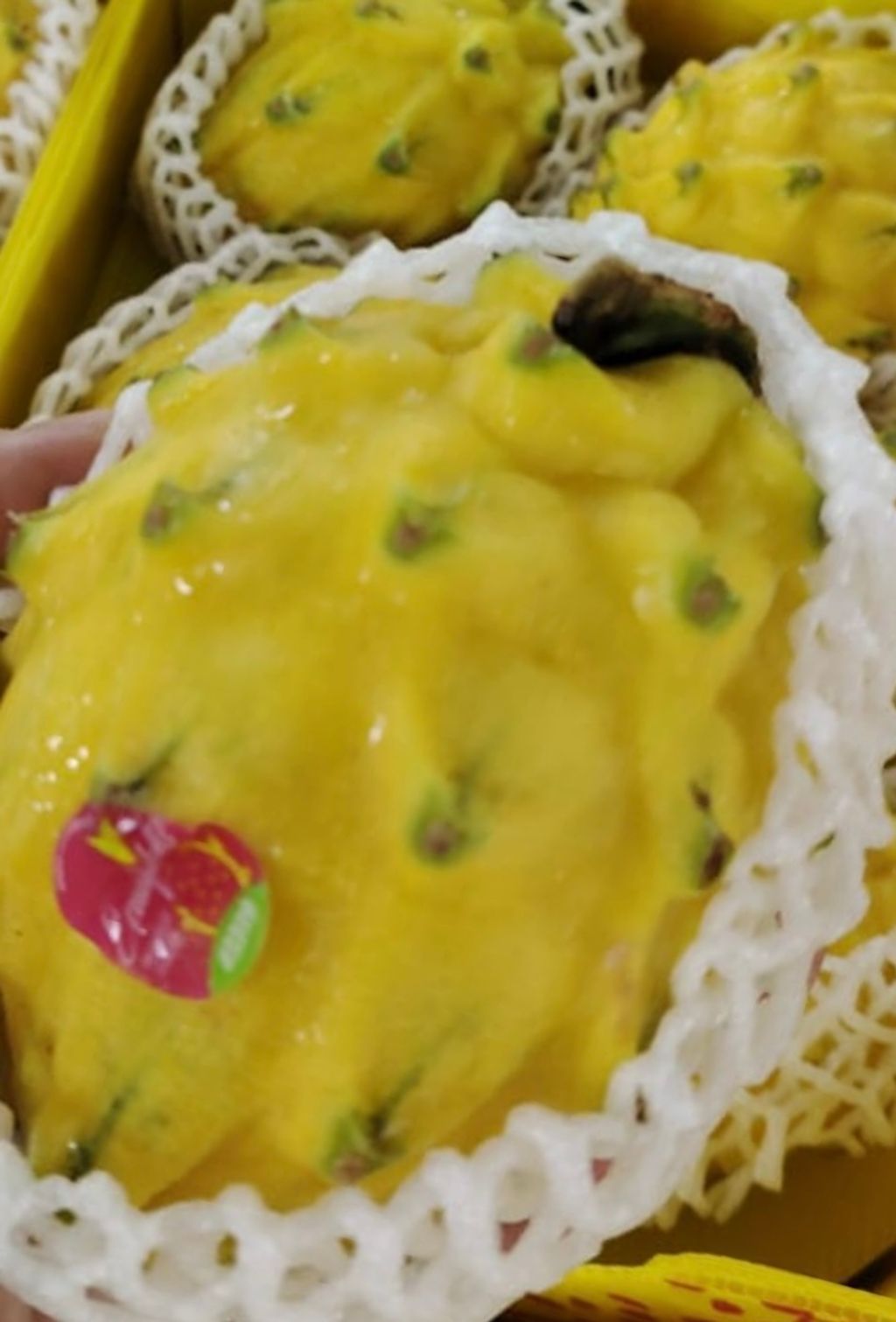 image_6D703184-4A60-4505-9238-B99E0460E2DE_1761050138