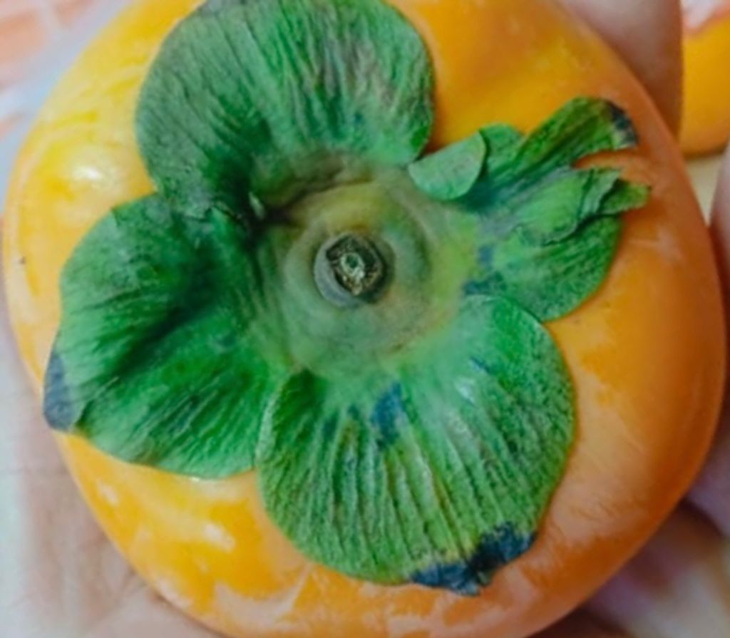 image_317CD9B3-4ABC-4EB4-A5BE-3B23411F15AB_1761126128