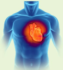 cardiovascular-health.jpg