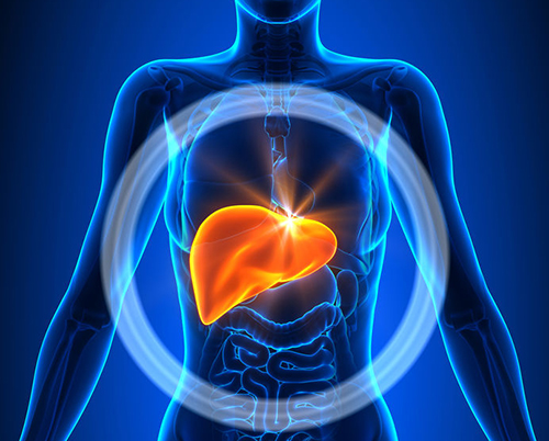 liver s500.jpg