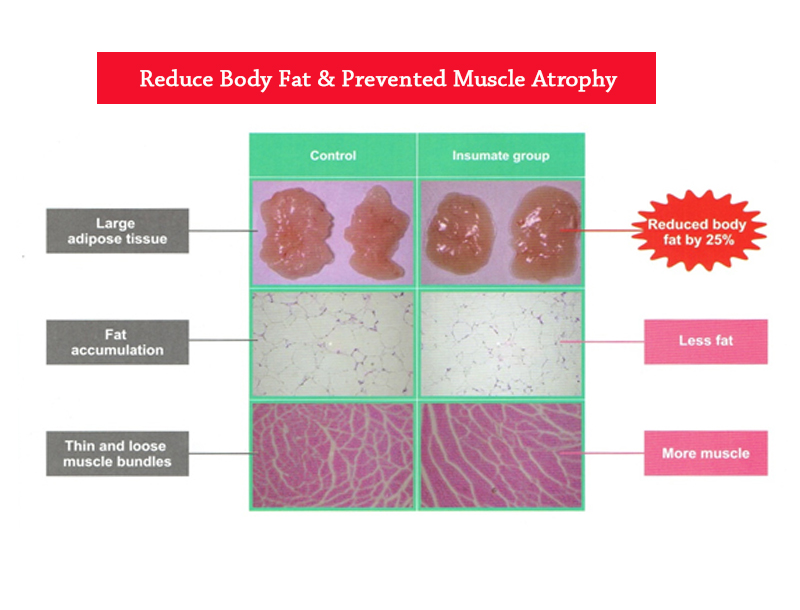 fatty liver.jpg